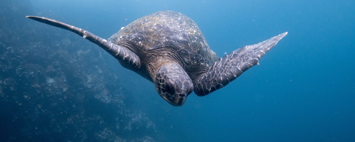Turtle in Galapagos
