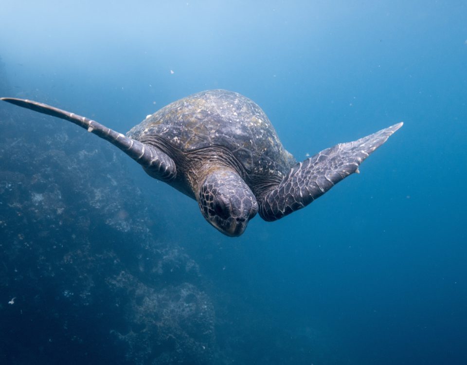Turtle in Galapagos